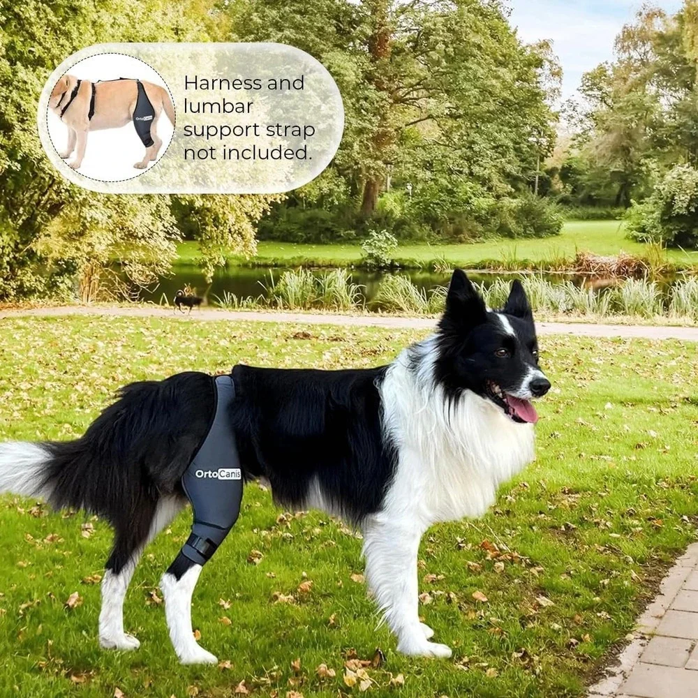 Large Size Dog Knee Brace for Right Hind Leg – Ortocanis ACL Support‎